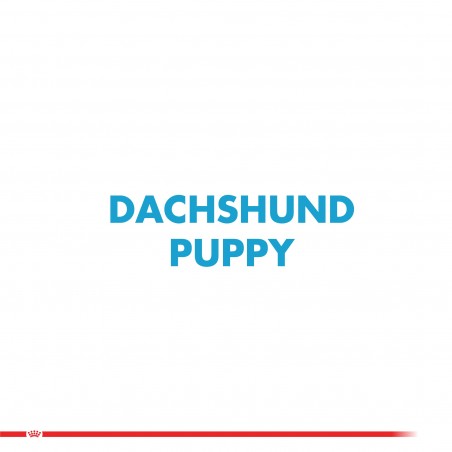 Royal Canin - Perro - Dachshund Puppy 2,5Kg. - Royal Canin 