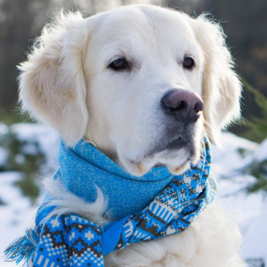 Prevención de la hipotermia en mascotas durante el invierno