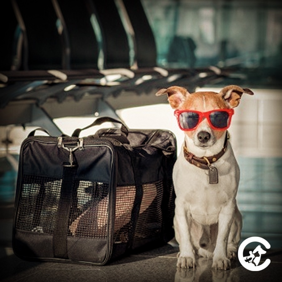 Lo que debes saber si piensas viajar con tu mascota este verano fuera de Chile