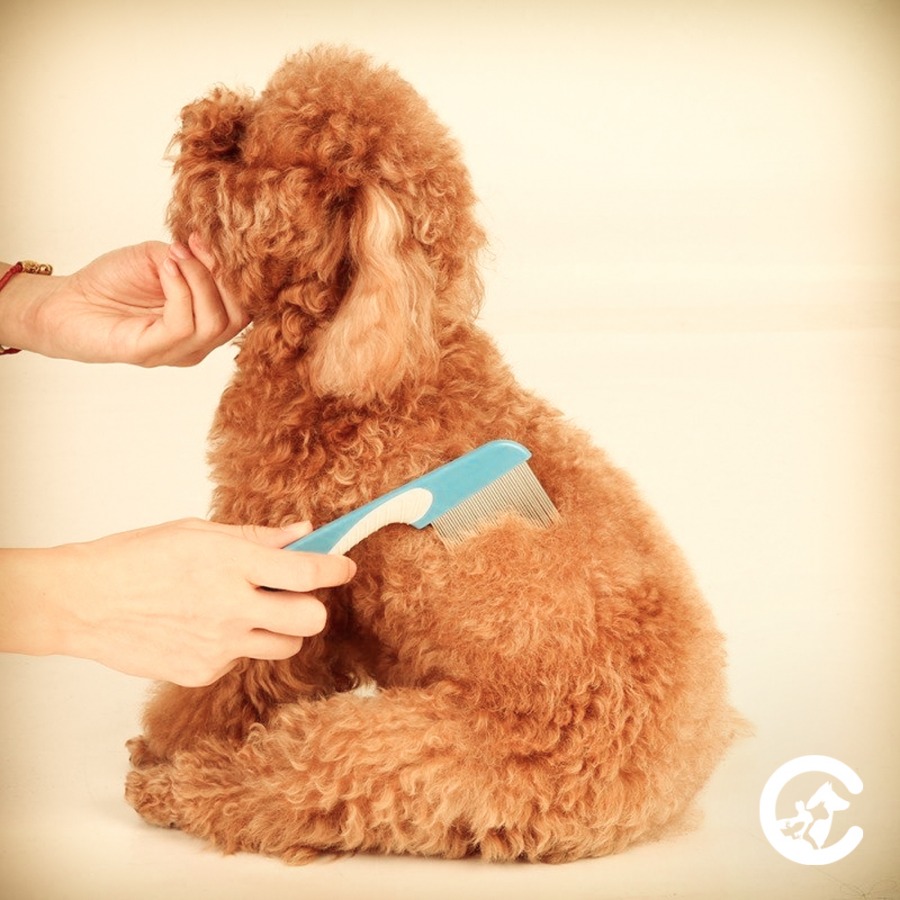 La peluquería canina en otoño invierno, una necesidad por higiene.
