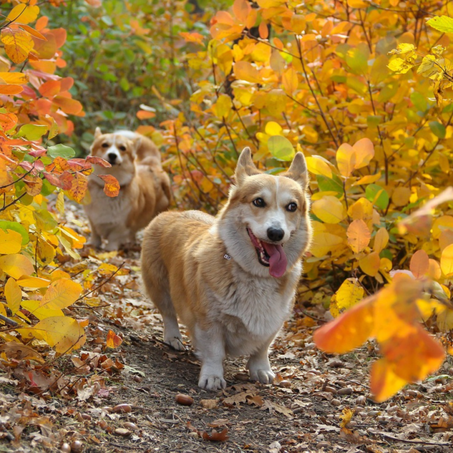 Las mascotas y el otoño: por qué es importante llevarlas al Medico Veterinario